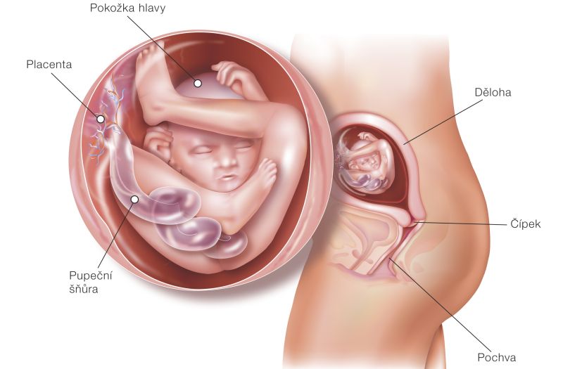 Fotografie (19. týždeň tehotenstva: Vývoj plodu a tehotenské zmeny)